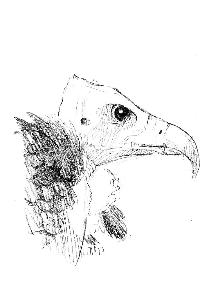 751x1000 Vulture Sketch By Elarya Redbubble - Vulture Sketch