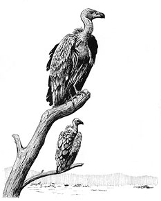 233x290 Vultures Natural History Notebooks - Vulture Sketch