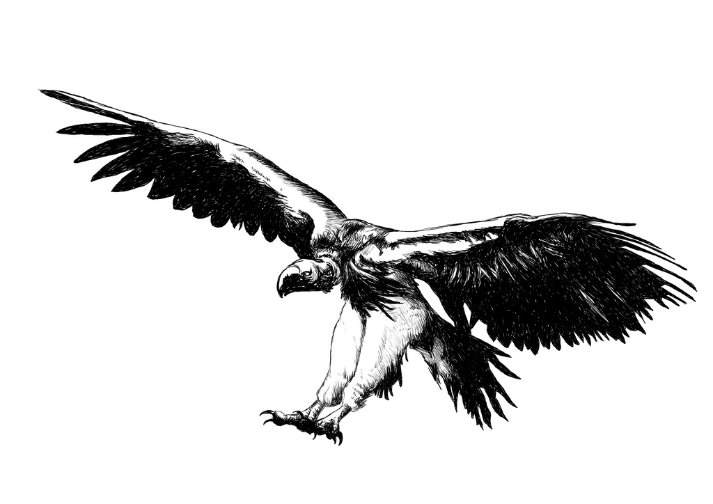 1024x724 Vulture Sketch Logo For A Vintage Clothing Business - Vulture Sketch