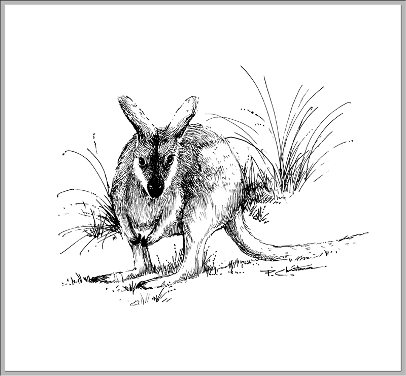 800x741 June 20 Wde - Wallaby Sketch