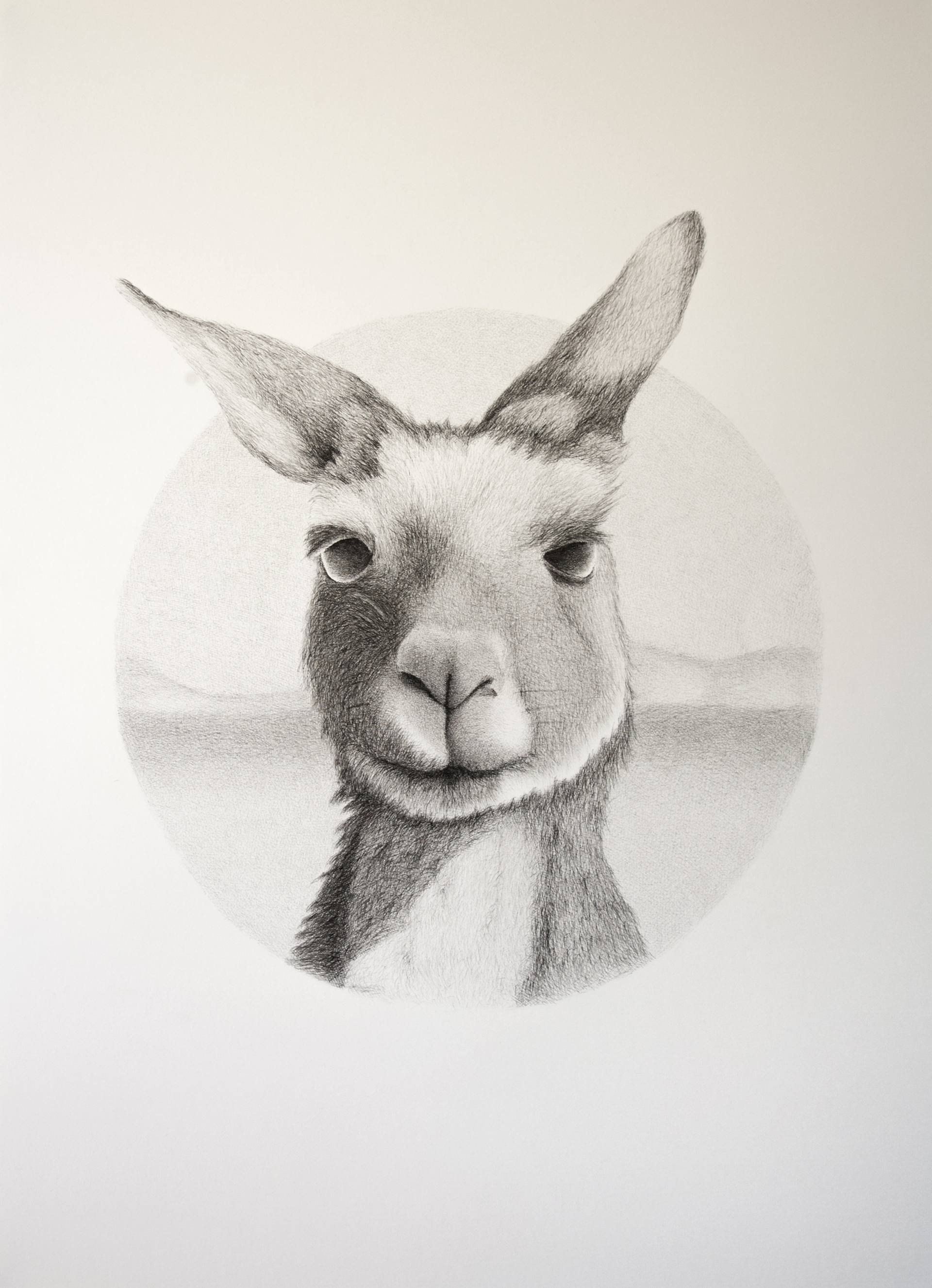 1920x2651 Kangaroo Drawing By Dean Spinks Saatchi Art - Wallaby Sketch