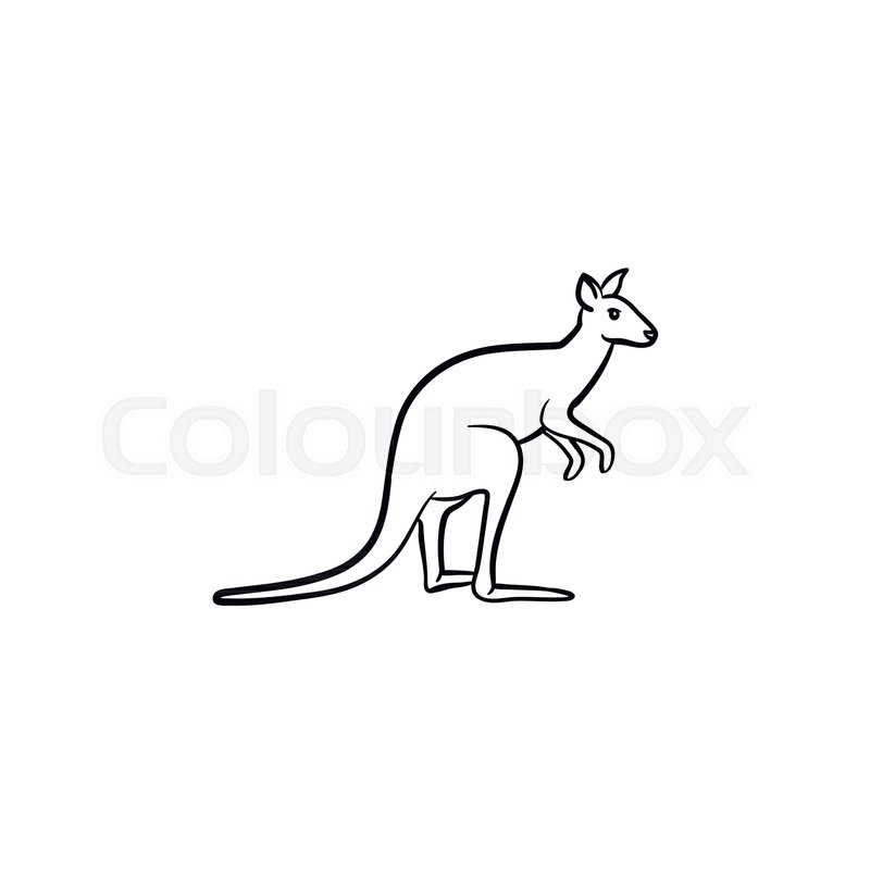 800x800 Kangaroo Hand Drawn Outline Doodle Icon. Australian Animal - Wallaby Sketch