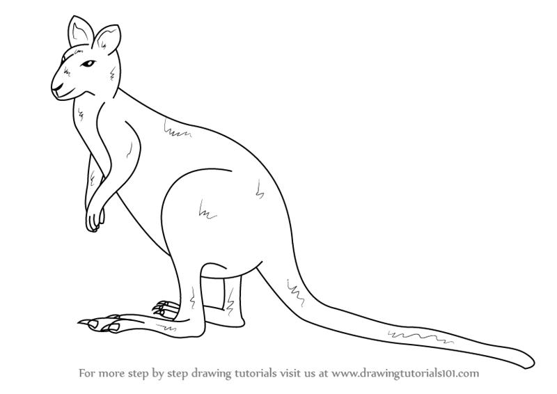800x566 Learn How To Draw An Agile Wallaby (Wild Animals) Step By Step - Wallaby Sketch