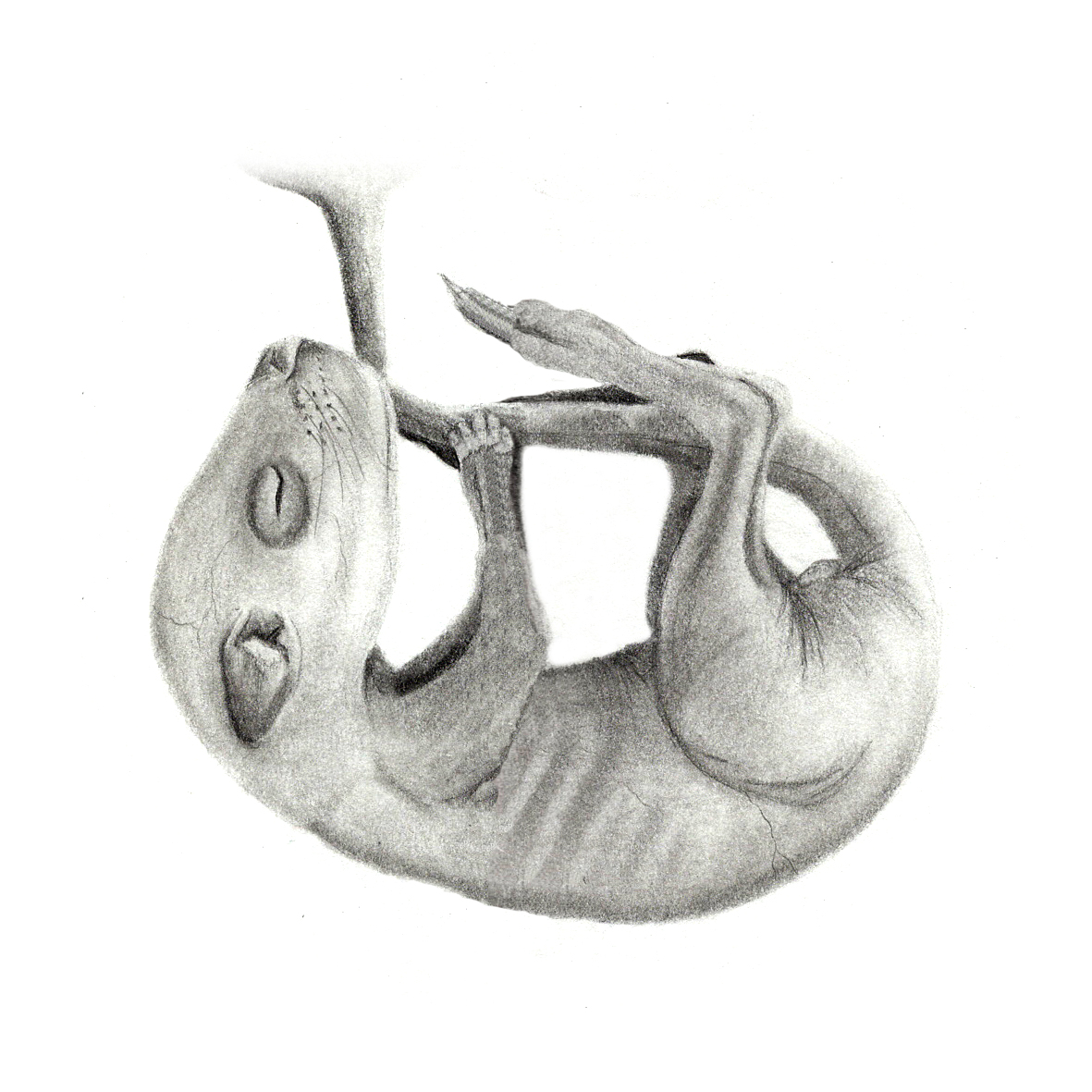 1181x1181 Natural History Illustration - Wallaby Sketch