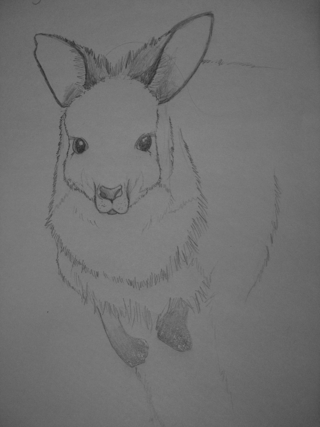 1024x1365 Parma Wallaby Sketch By Sweetbloodwolf - Wallaby Sketch