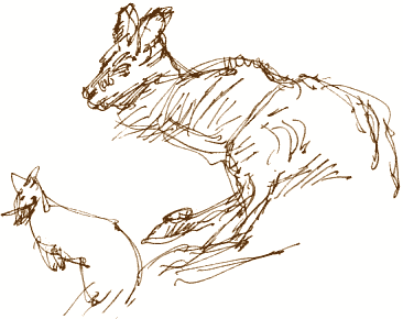 366x290 The Swallow And The Feather Wild Yorkshire - Wallaby Sketch