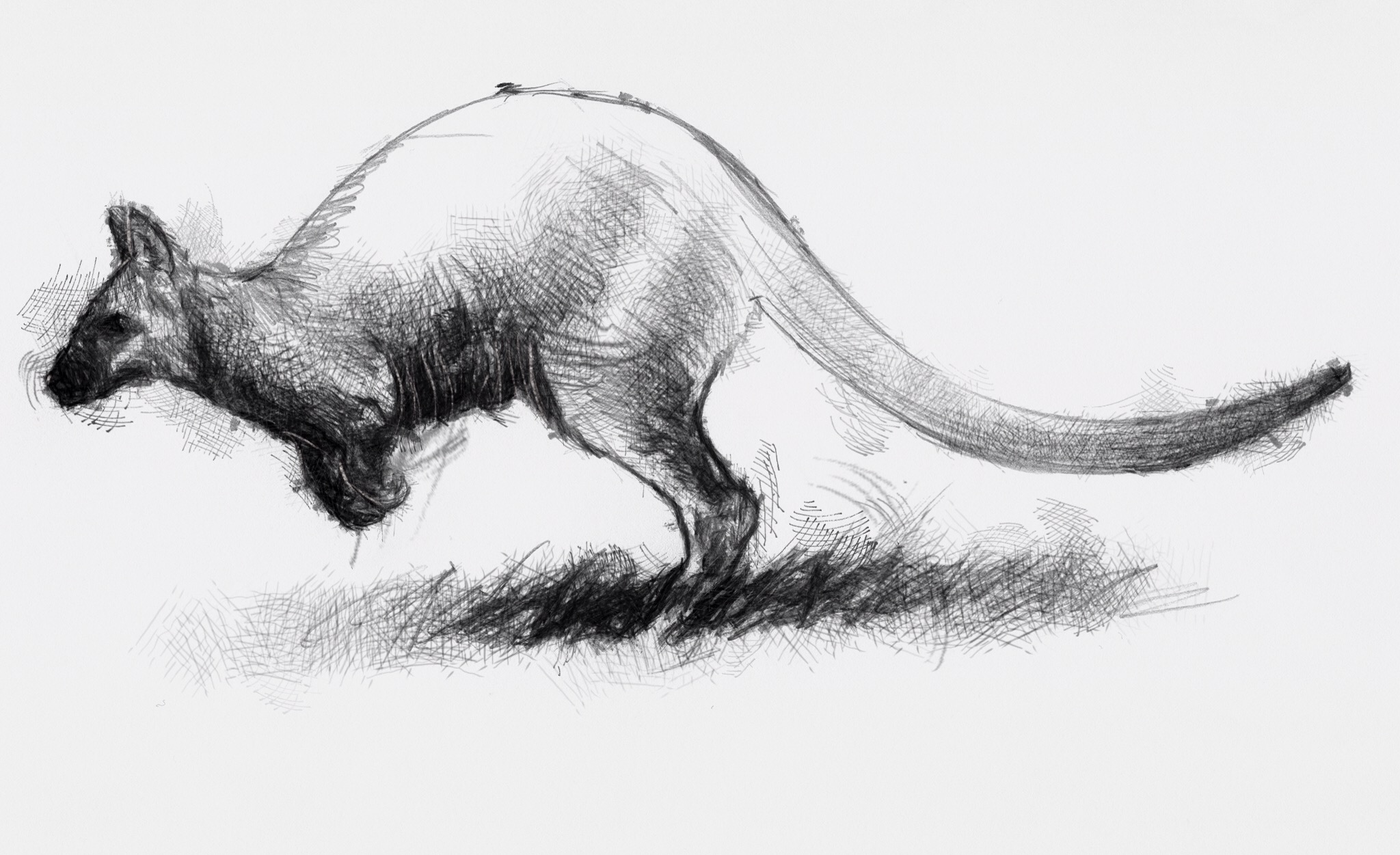 2048x1251 Wallaby Bounce - Wallaby Sketch