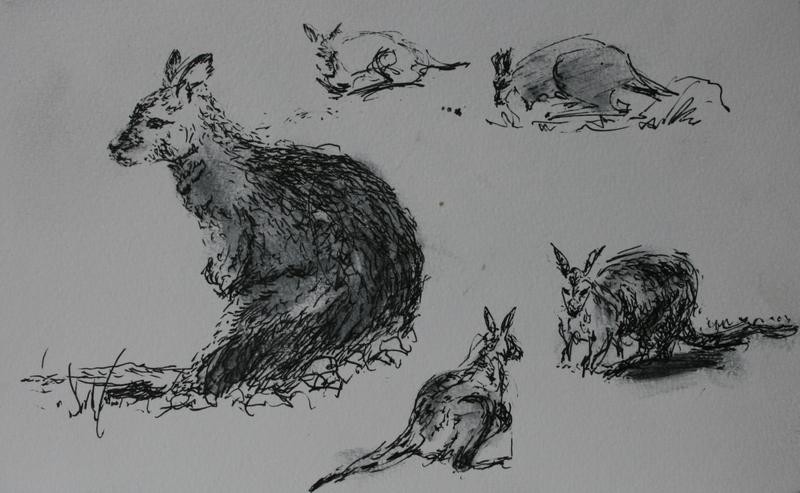 Wallaby Sketch At Explore Collection Of Wallaby Sketch