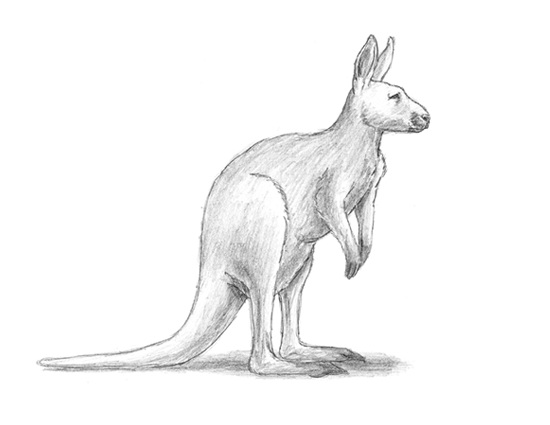 550x425 How To Draw A Kangaroo (Jumping) Video Amp Step By Step Pictures - Wallaby Sketch