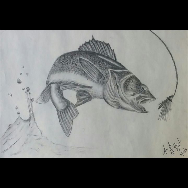 720x720 Walleye - Walleye Sketch