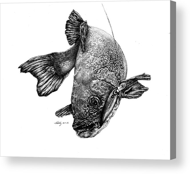 665x607 Walleye Acrylic Print By Kathleen Kelly Thompson - Walleye Sketch