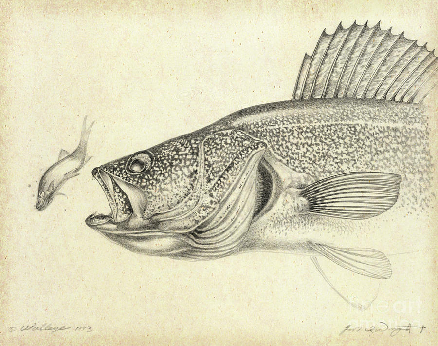 900x710 Walleye Drawing Painting By Jon Wright - Walleye Sketch