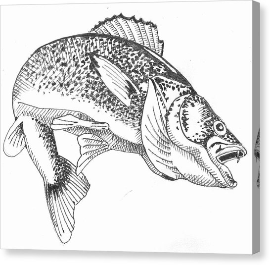 546x535 Walleye Drawing By Wayne Hughes - Walleye Sketch