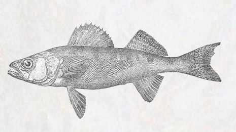 465x261 Fishing City Of Edmonton - Walleye Sketch