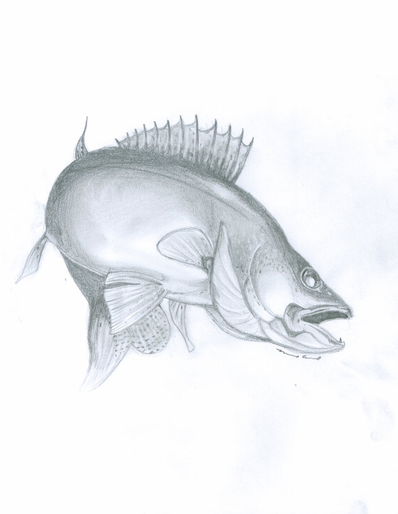 787x1015 Walleye Fish Drawing - Walleye Sketch