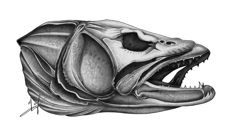 810x472 Walleye Skull Drawing Small Cool Ideas Skull Art - Walleye Sketch