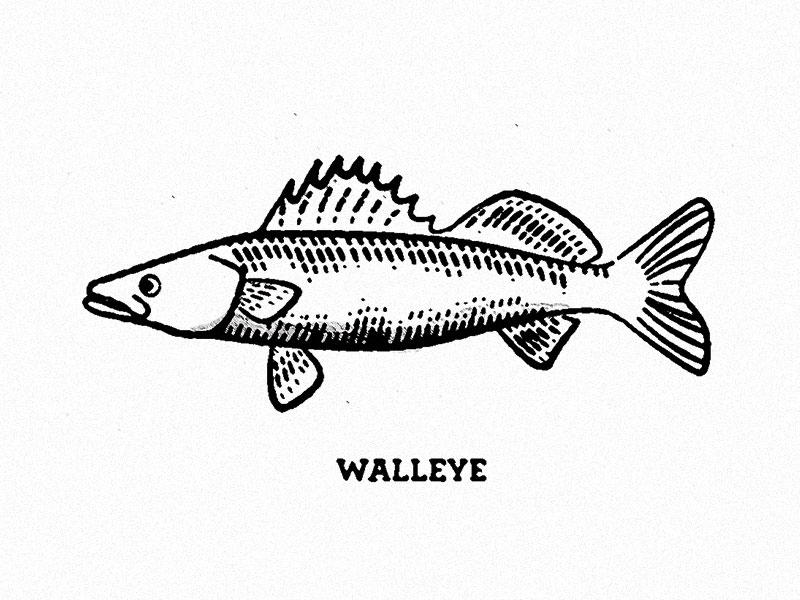 800x600 Walleye By Zachary Wieland - Walleye Sketch