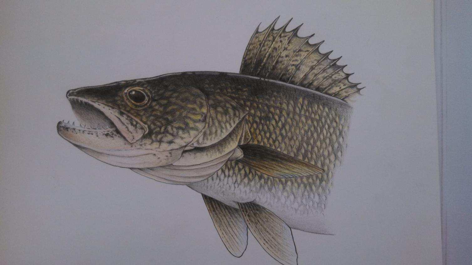 1506x847 Walleye - Walleye Sketch