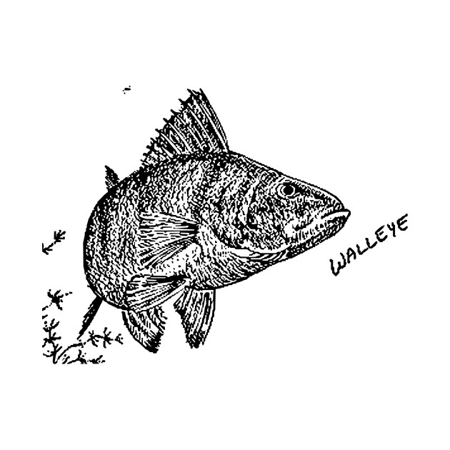 Walleye Sketch at Explore collection of Walleye Sketch