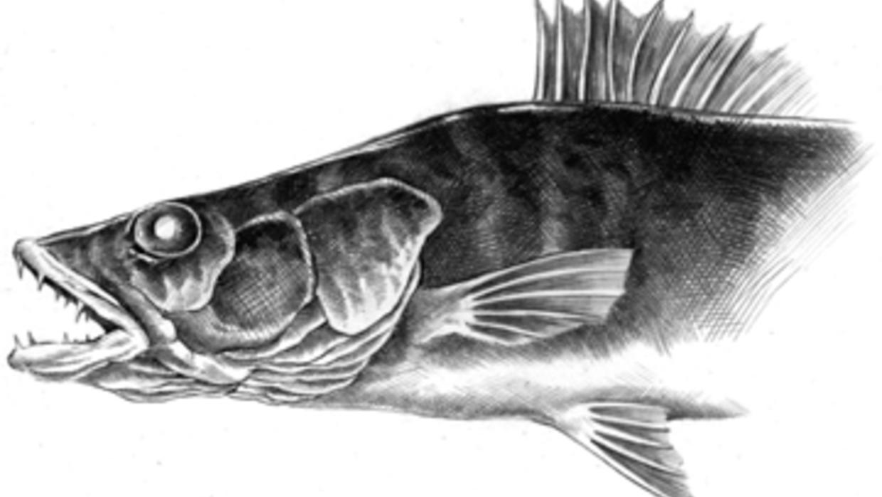 Walleye Pencil Drawing