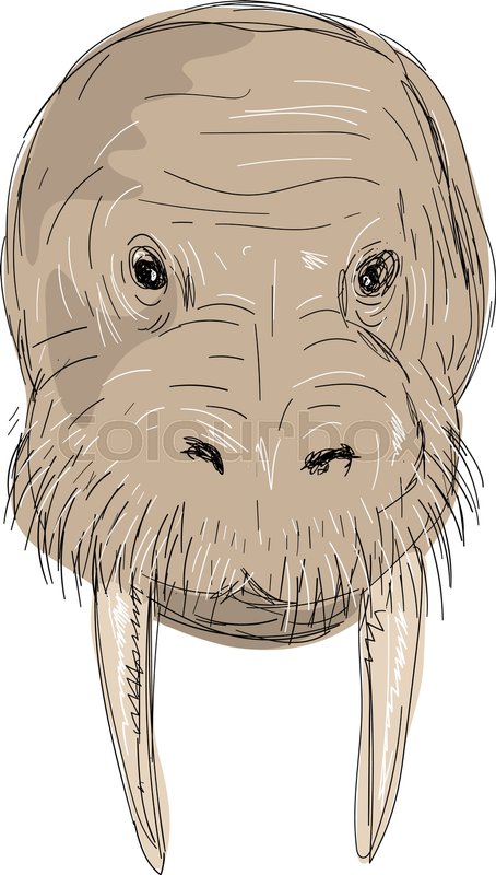 454x800 Illustration Of A Walrus Head Front View Done In Hand Sketch - Walrus Sketch