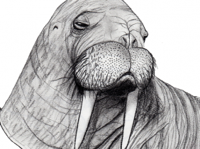 282x211 Sketch Book Carol Ann Dreistadt - Walrus Sketch