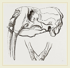 300x289 Skull And Lower Jaw Of Walrus Drawing By Litz Collection - Walrus Sketch