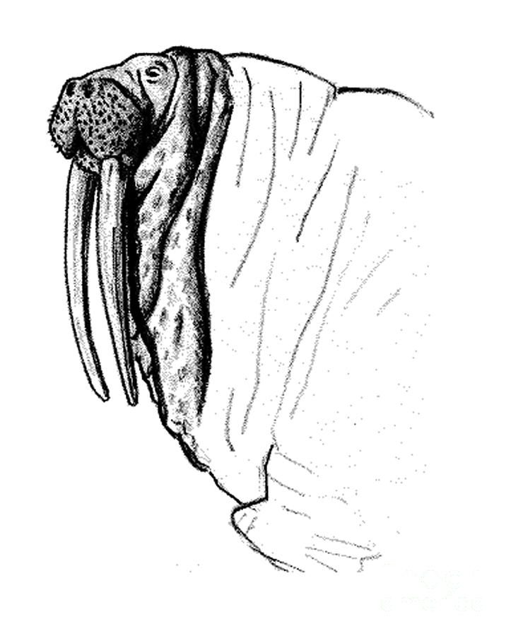 723x900 The Time Has Come The Walrus Said Drawing By Art Mackay - Walrus Sketch