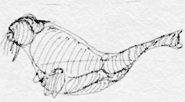 373x206 Walrus Sketch By Exemptedsteak - Walrus Sketch