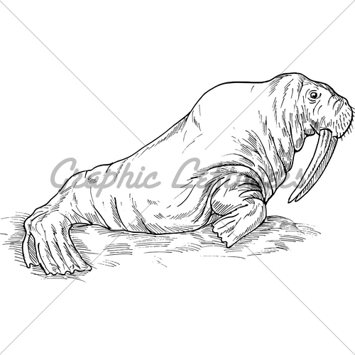 500x500 Walrus Sketch Gl Stock Images - Walrus Sketch