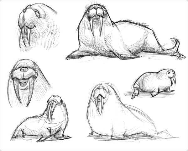 600x480 Walrus Sketches Dani Jones - Walrus Sketch