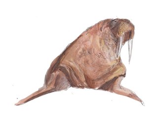 340x270 Walrus Art Print Illustration Animal Art Animal Drawing - Walrus Sketch