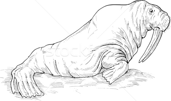 600x355 Walrus Drawing Stock Photo Aloysius Patrimonio (Patrimonio - Walrus Sketch