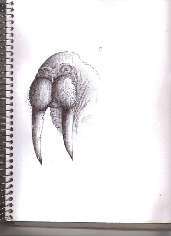 600x826 Walrus Sketch By K12res - Walrus Sketch