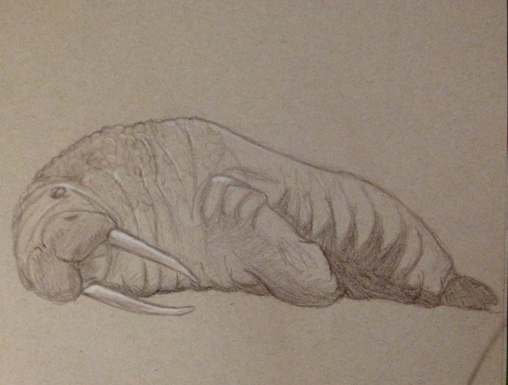 1012x766 Walrus Study Sketch Weasyl - Walrus Sketch