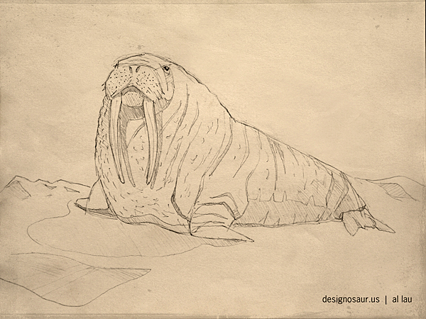 600x450 Sketch Walrus Blog.designosaur.us - Walrus Sketch