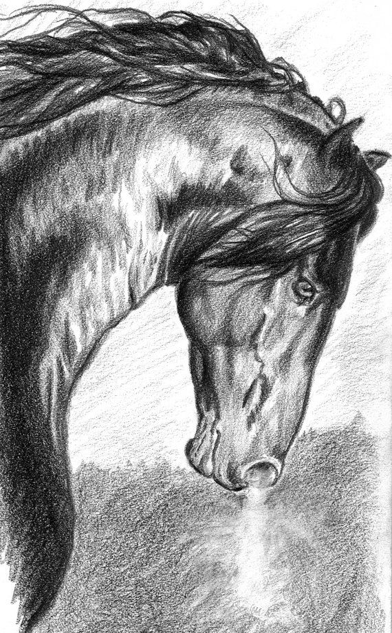 570x921 War Horse Rosewood Studio Graphite, Horse And Ships - War Horse Sketch