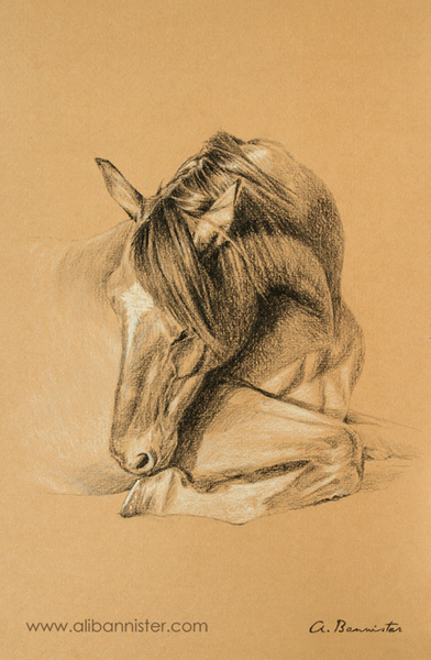 392x600 War Horse Sketches Ali Bannister Animal Portrait Artist - War Horse Sketch