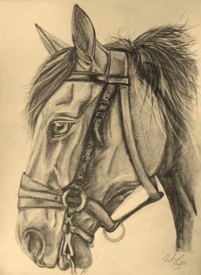 War Horse Sketch at PaintingValley.com | Explore collection of War ...