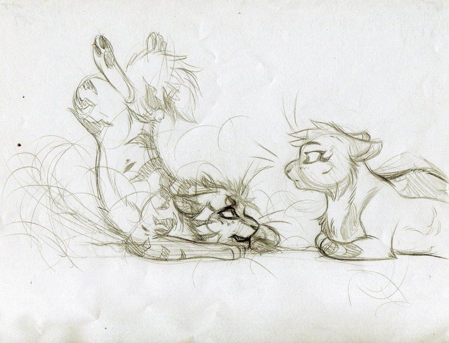 900x688 Because The Increase In Art Theft Recently, All My Art Is Getting - Warrior Cat Sketches