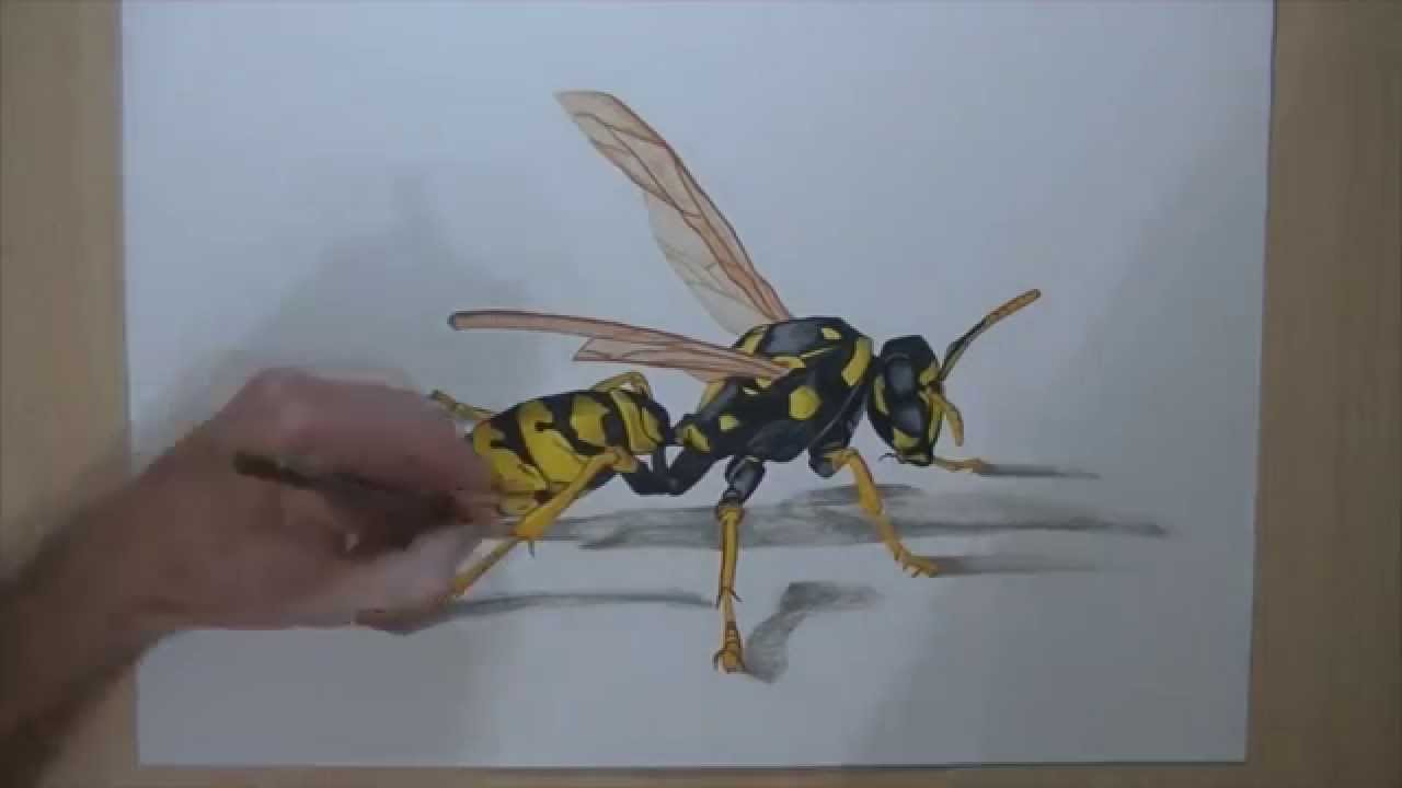 1280x720 How To Draw A Wasp - Wasp Sketch