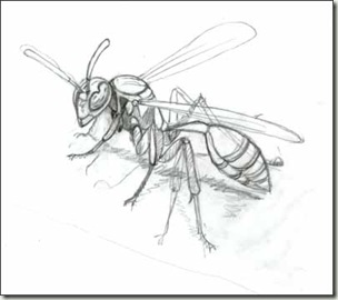 304x270 Pencil And Leaf More About Paper Wasps, Gangling Friends Of The - Wasp Sketch