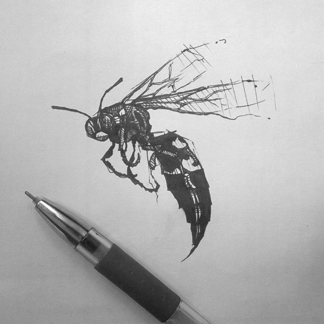 640x640 W A S P - Wasp Sketch