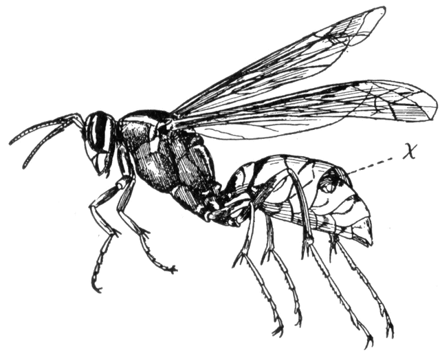 640x516 Wasp Clipart Etc - Wasp Sketch