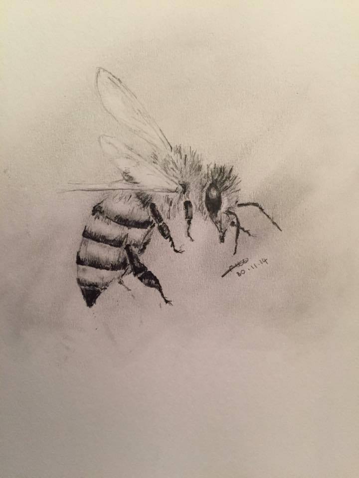 720x960 Wasp Fern Art - Wasp Sketch