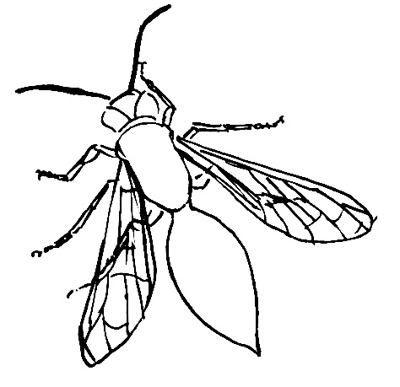 400x387 Wasp Drawing Sketch Drawing Skill - Wasp Sketch