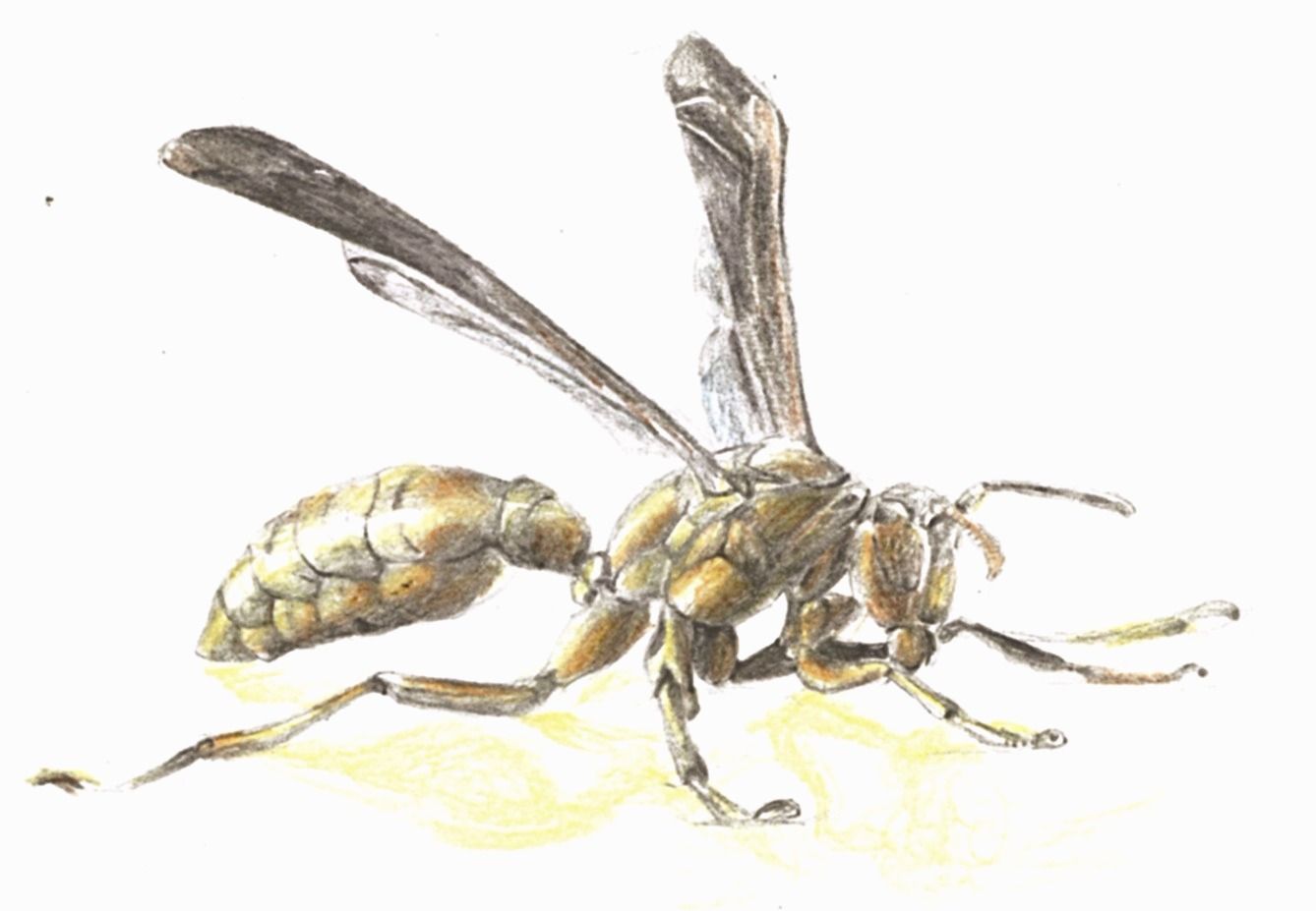 1338x927 Wasp Drawing, Sketch Coloured Pencils, Pencil Industrial Design - Wasp Sketch