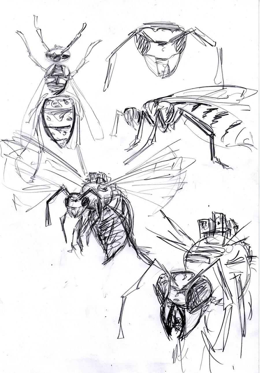 900x1292 Wasp Sketch By Nitennoyume - Wasp Sketch