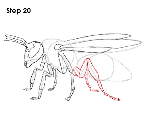 500x386 How To Draw A Wasp - Wasp Sketch