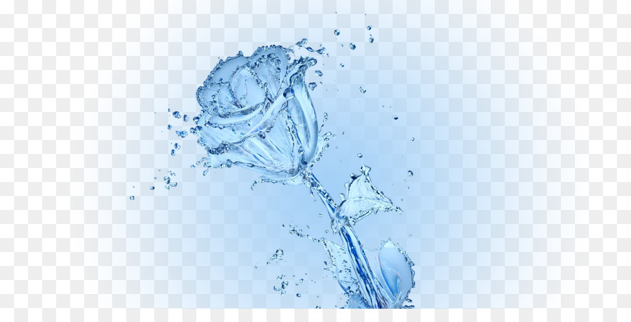 900x460 Water Conservation Rose Desktop Wallpaper - Water Conservation Sketch